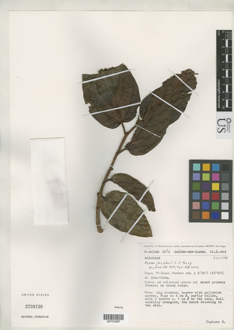 Ficus jacobsii photo 3
