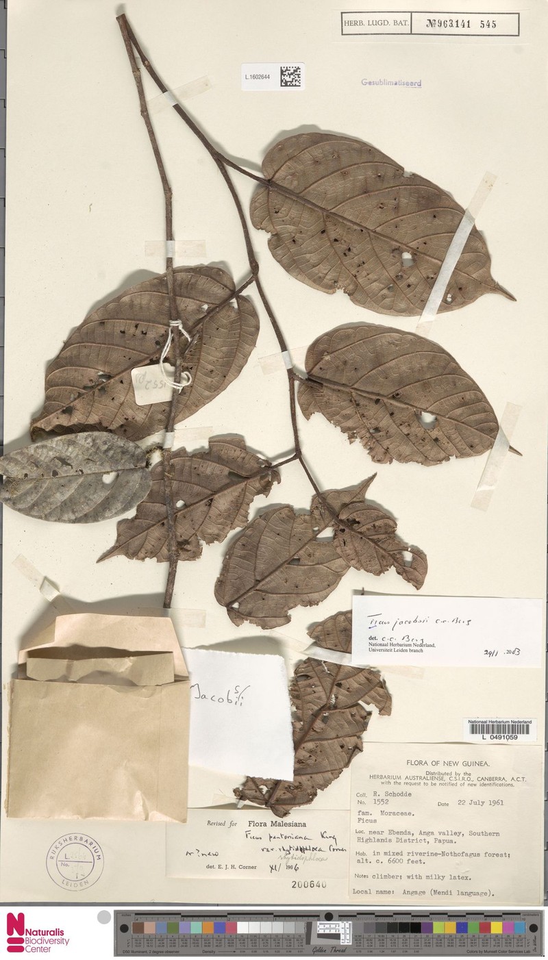 Ficus jacobsii photo 4