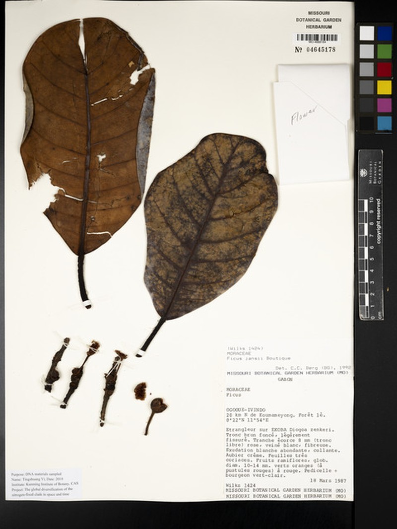 Ficus jansii