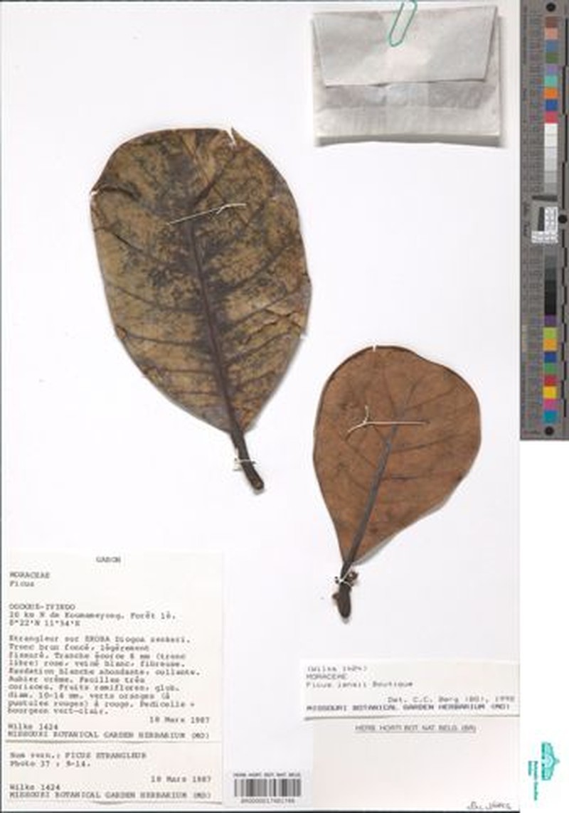 Ficus jansii photo 2