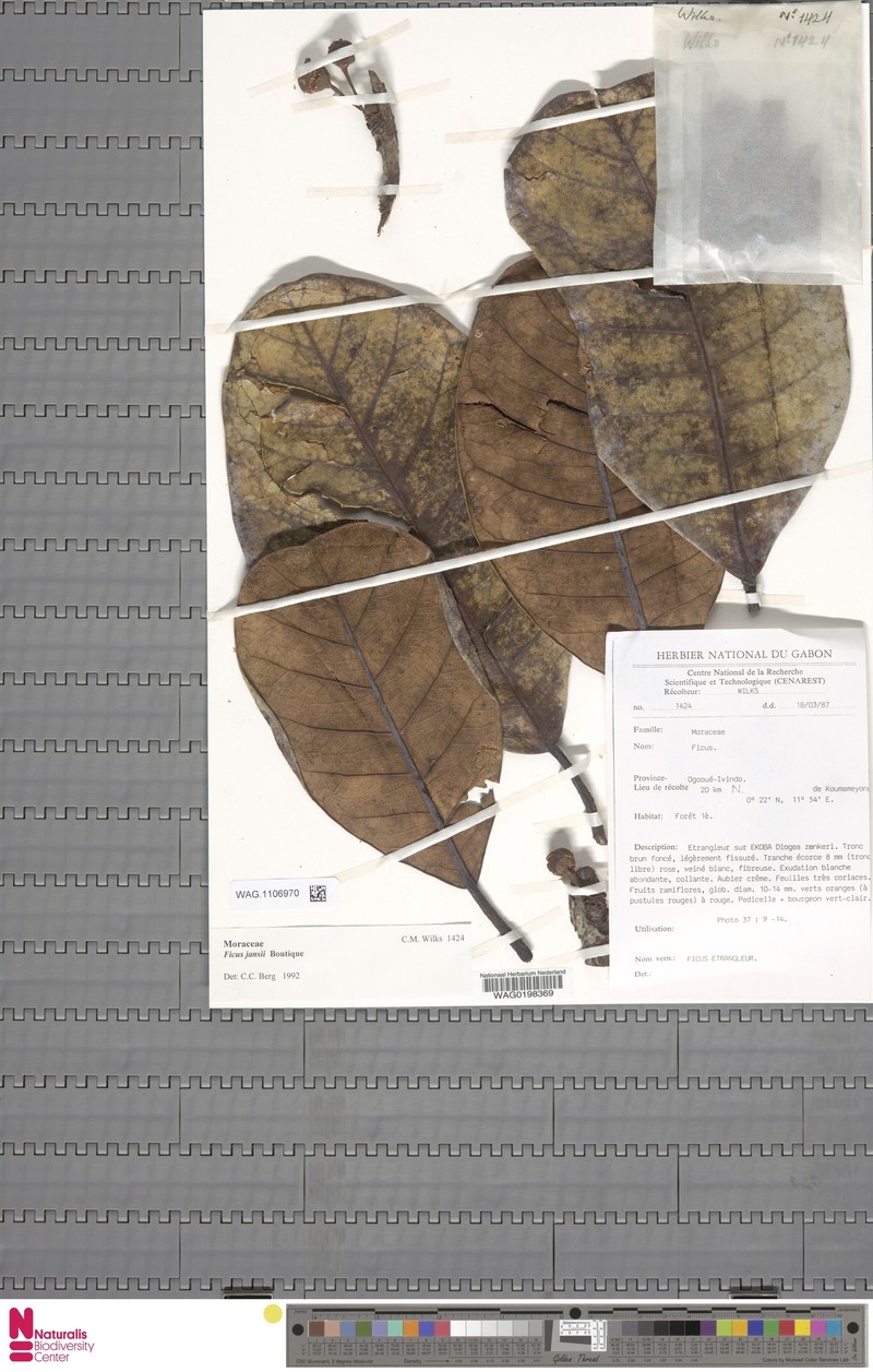Ficus jansii photo 4