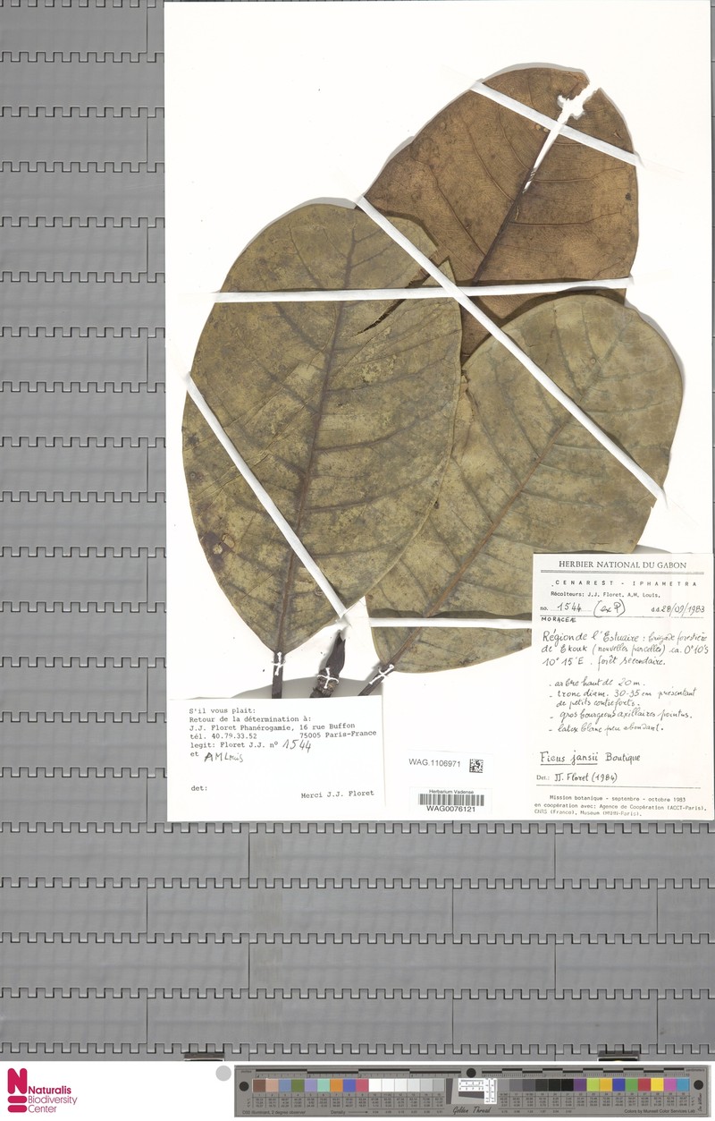 Ficus jansii photo 5