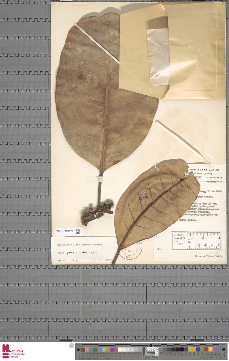 Ficus jansii photo 6