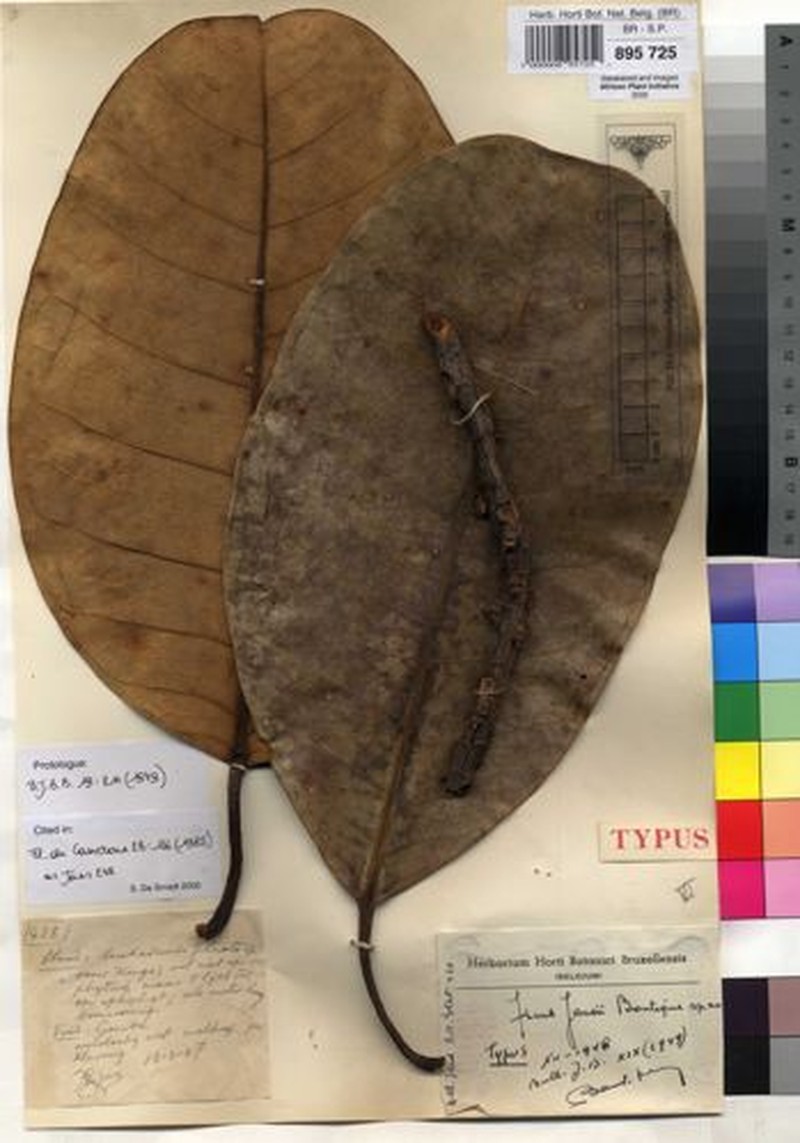 Ficus jansii photo 8