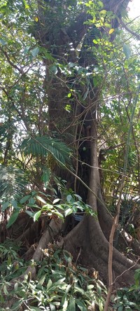 Ficus jimiensis