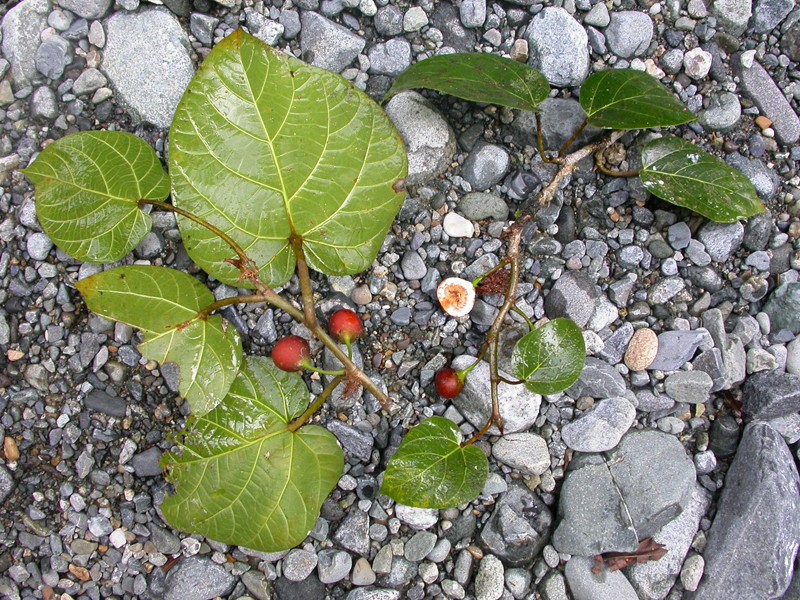 Ficus jimiensis photo 2
