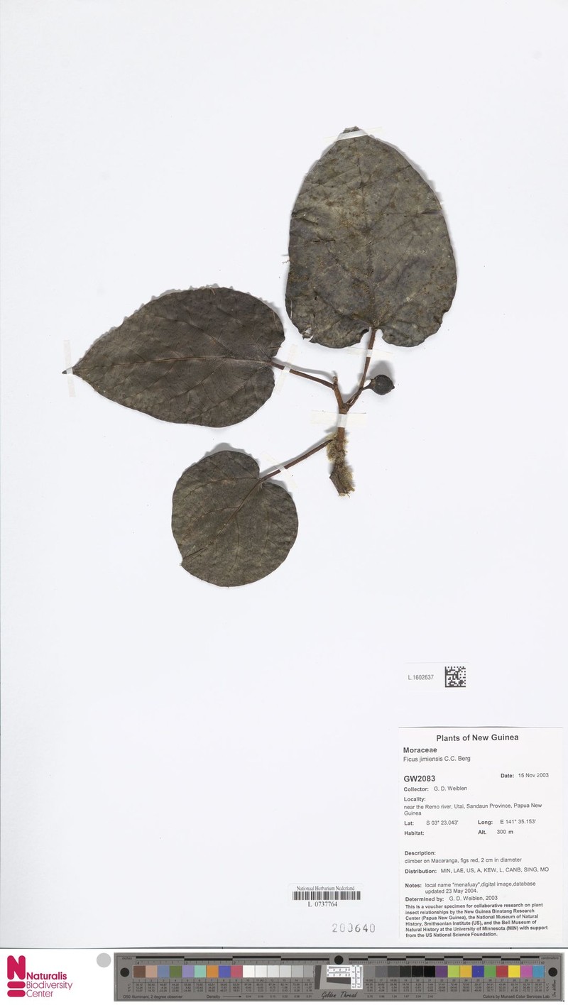 Ficus jimiensis photo 3