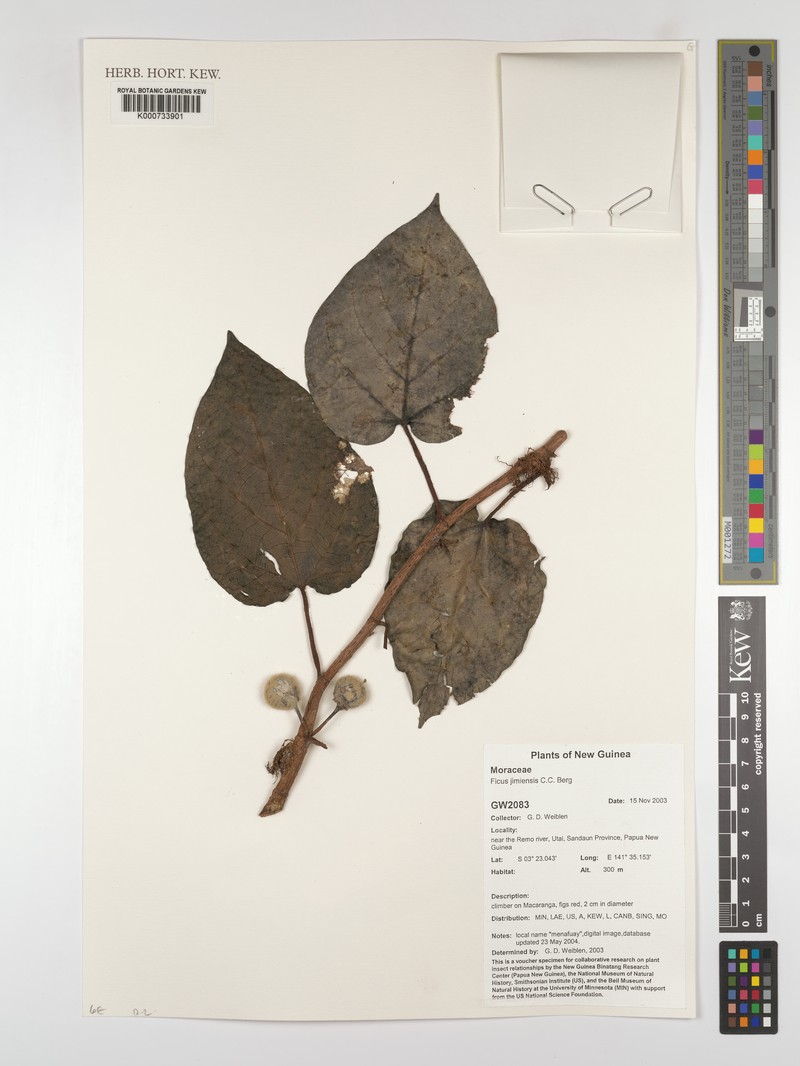 Ficus jimiensis photo 4