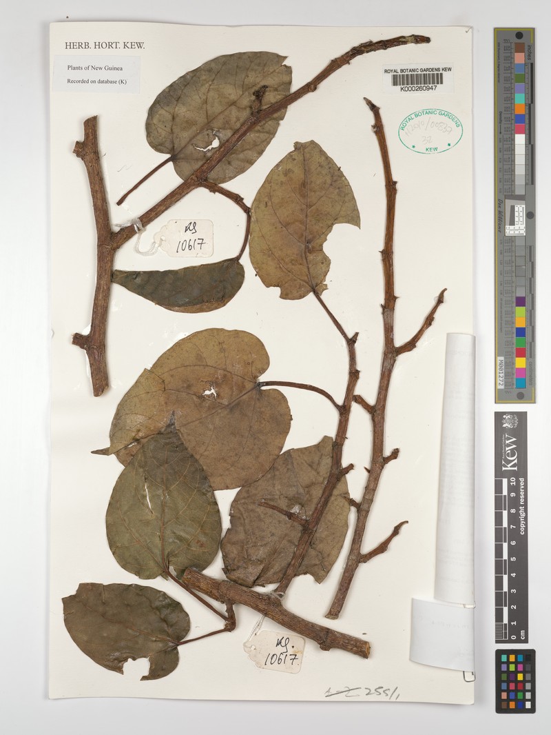 Ficus jimiensis photo 5