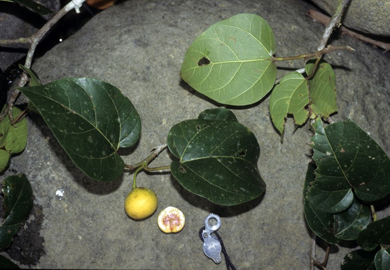 Ficus jimiensis photo 6