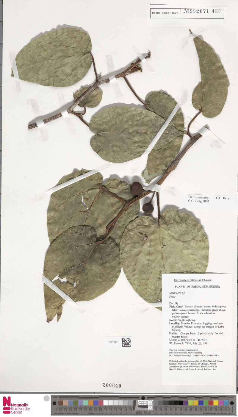 Ficus jimiensis photo 7
