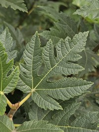 Ficus johannis