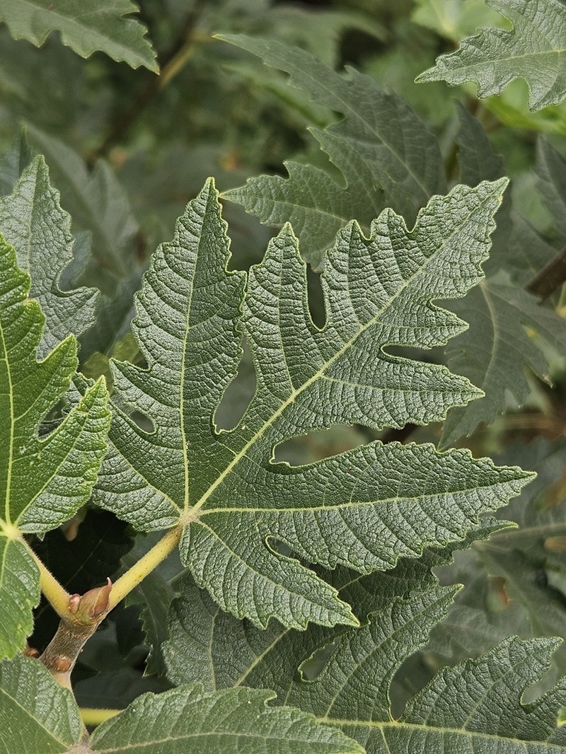 Ficus johannis