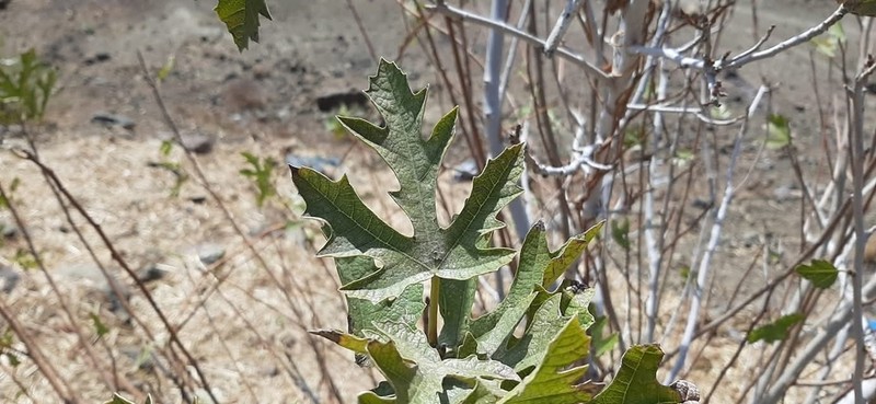 Ficus johannis photo 4