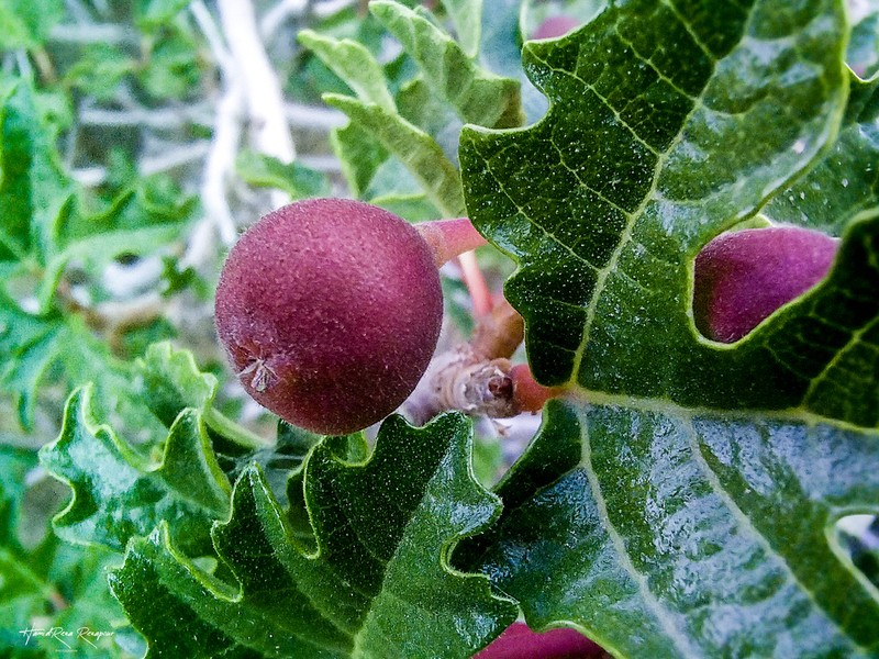 Ficus johannis photo 5