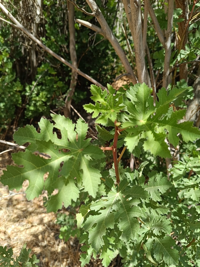 Ficus johannis photo 8