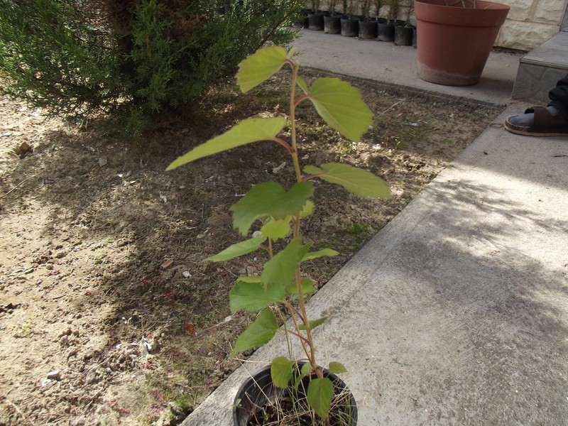 Ficus johannis subsp. afghanistanica