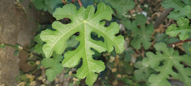 Ficus johannis subsp. afghanistanica photo 2