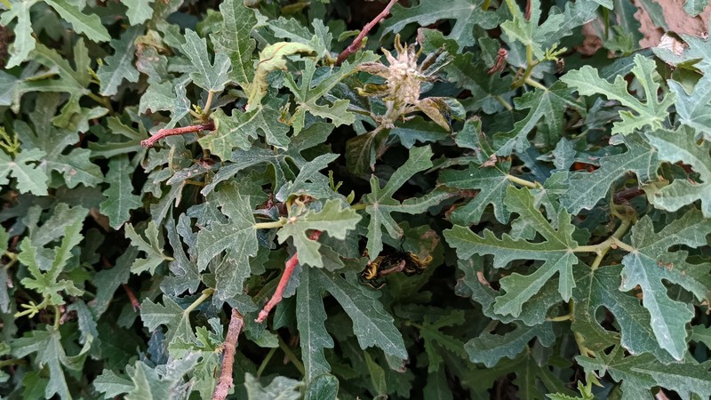 Ficus johannis subsp. afghanistanica photo 3