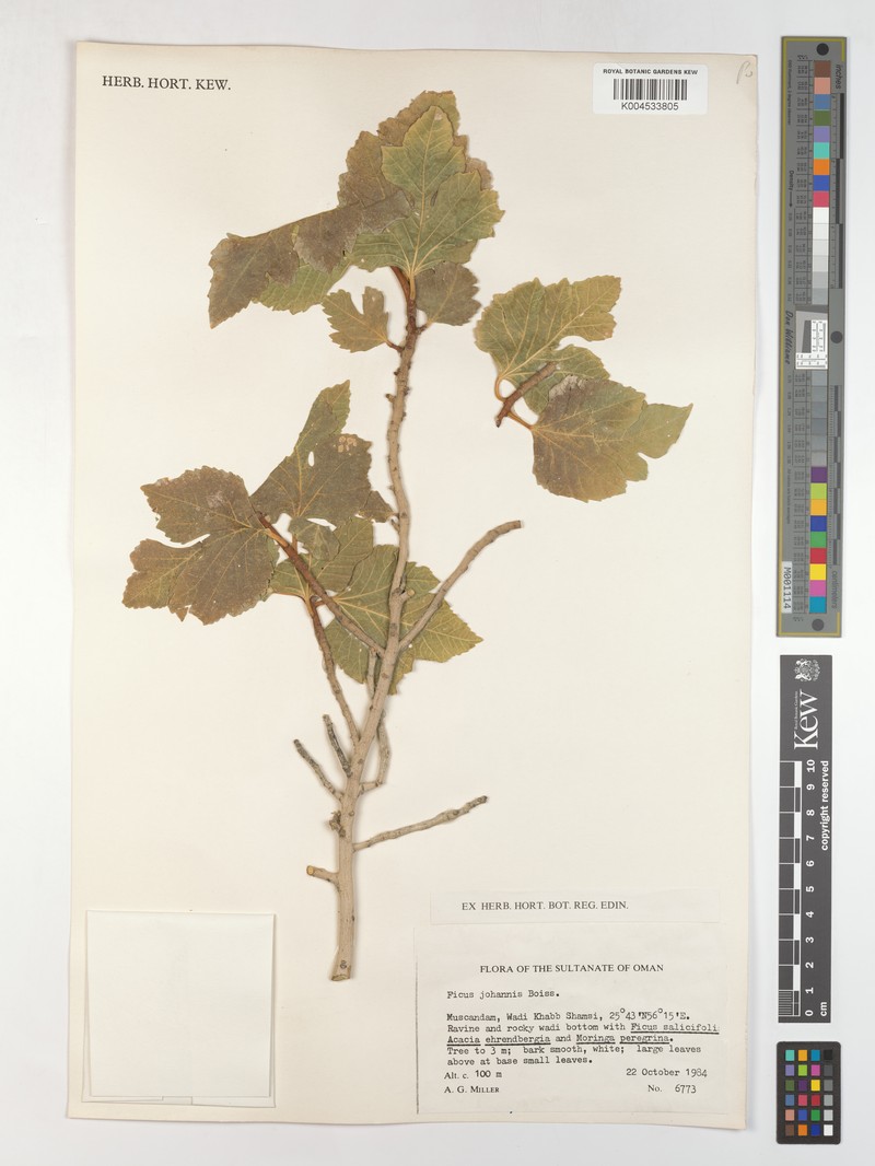 Ficus johannis subsp. johannis