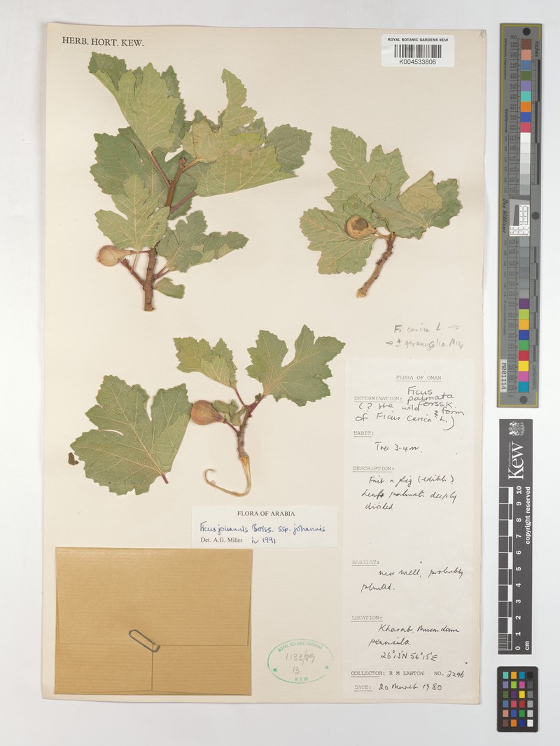 Ficus johannis subsp. johannis photo 2