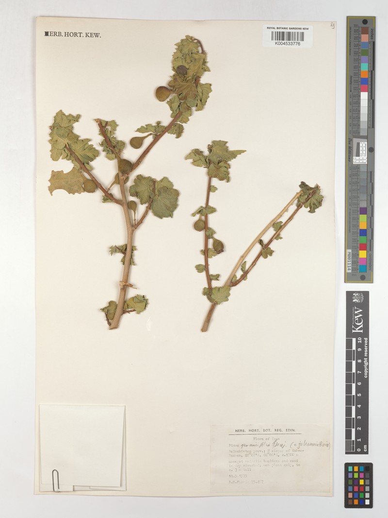Ficus johannis subsp. johannis photo 3