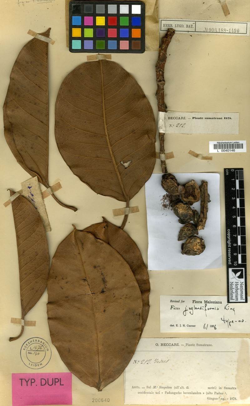 Ficus juglandiformis