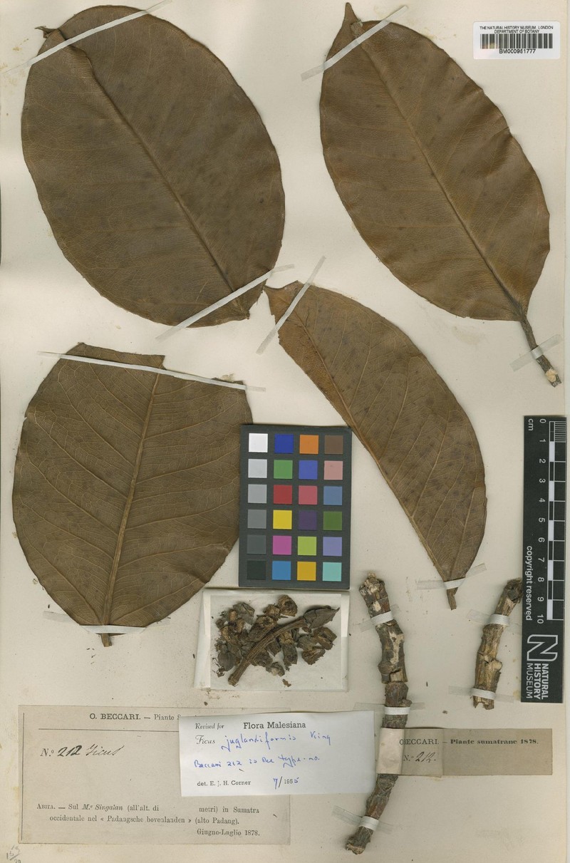 Ficus juglandiformis photo 2
