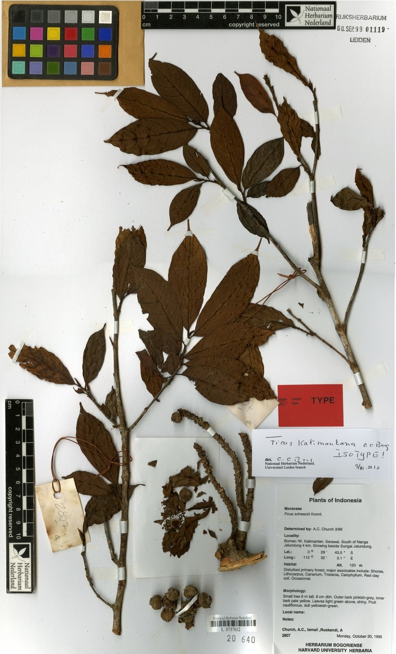 Ficus kalimantana