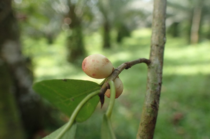 Ficus kamerunensis