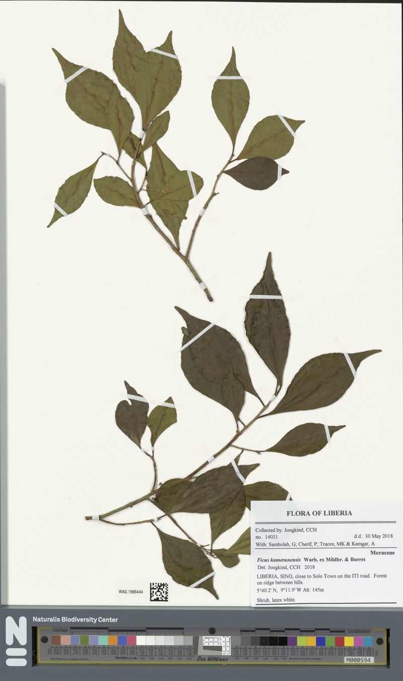 Ficus kamerunensis photo 2