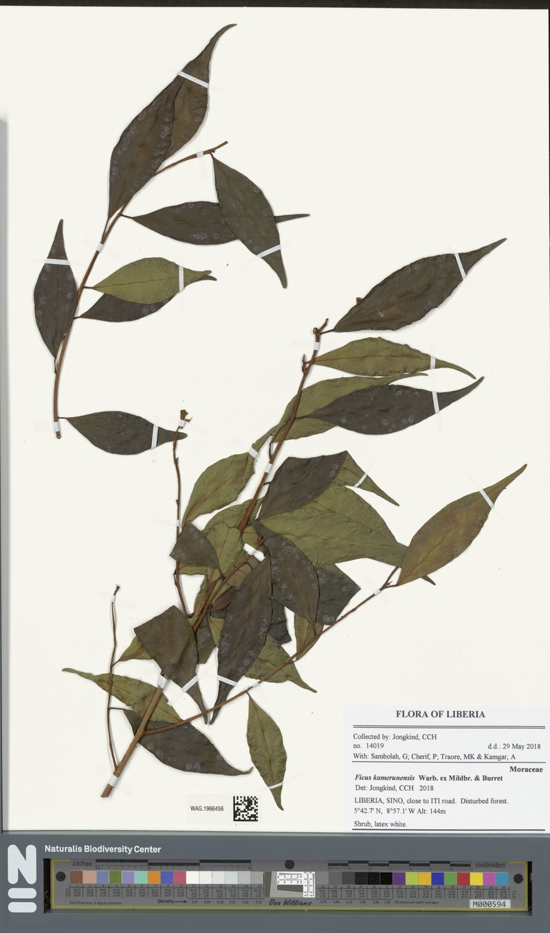 Ficus kamerunensis photo 3