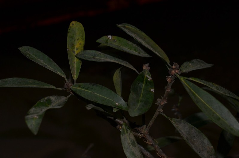 Ficus kamerunensis photo 4