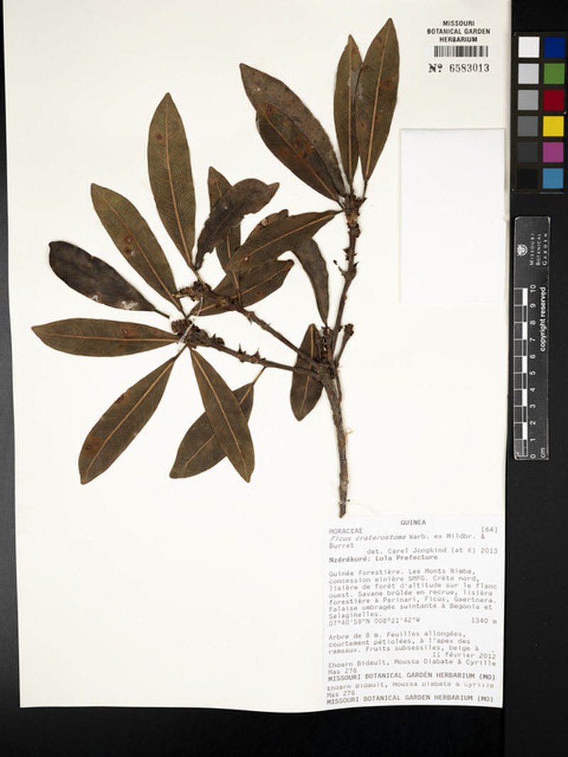 Ficus kamerunensis photo 5