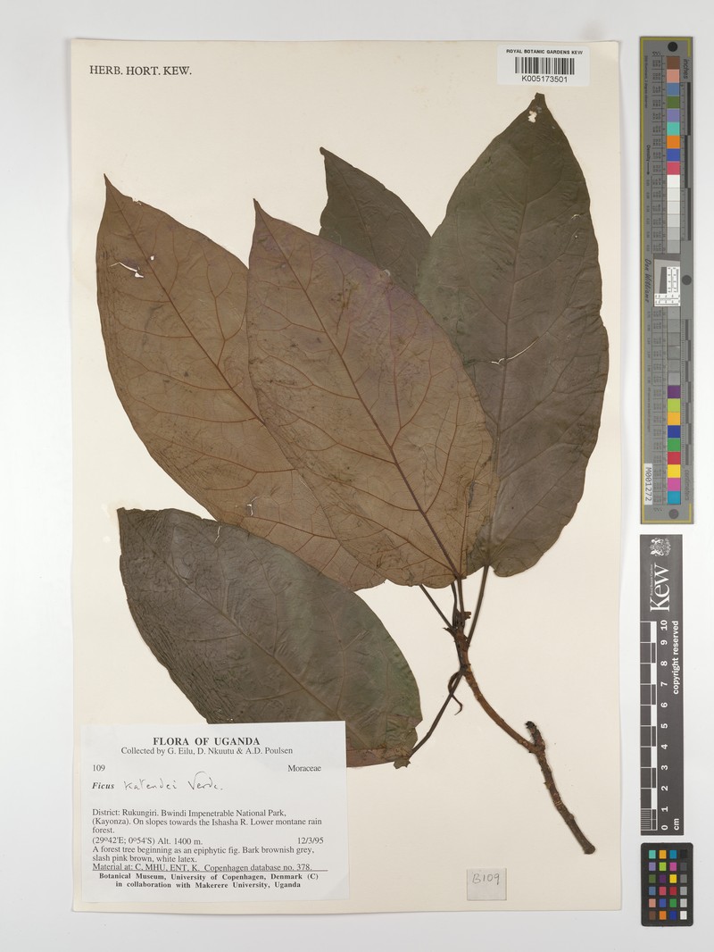 Ficus katendei