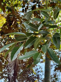Ficus kerkhovenii