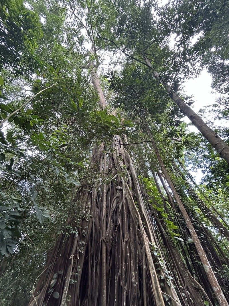 Ficus kerkhovenii photo 2