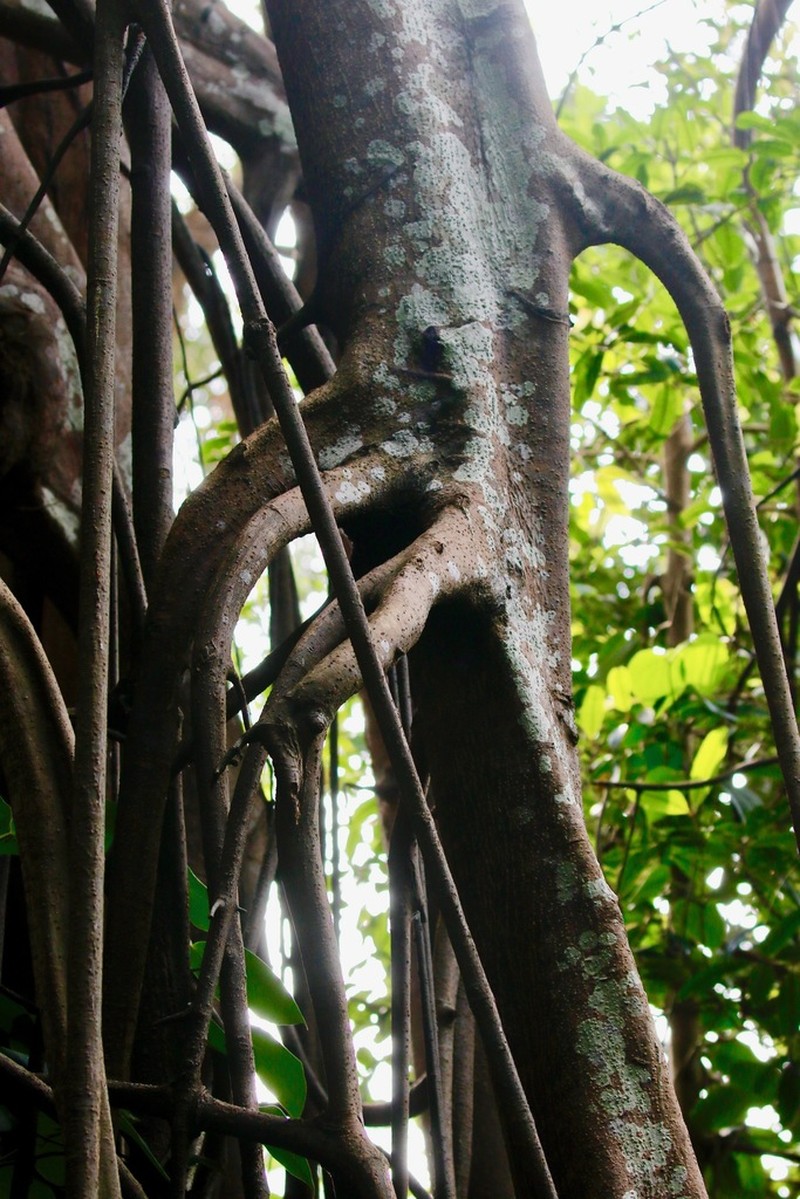 Ficus kerkhovenii photo 3
