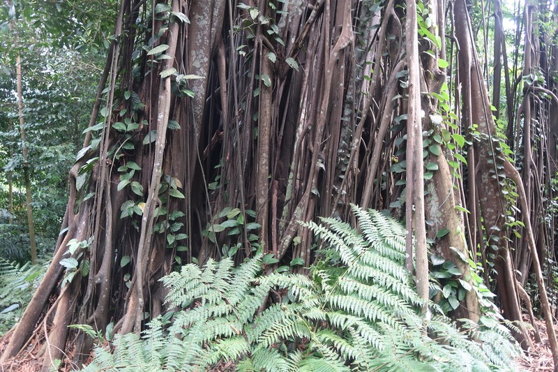 Ficus kerkhovenii photo 4