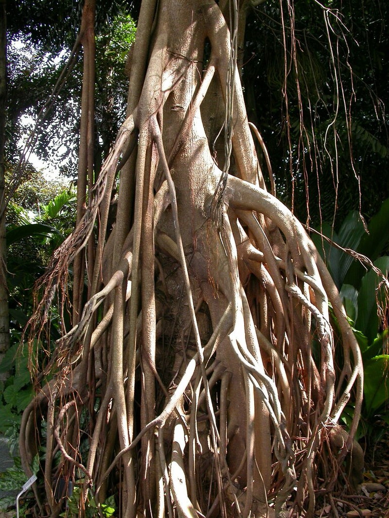Ficus kerkhovenii photo 5