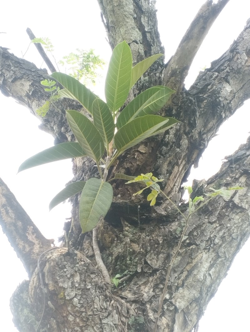 Ficus kerkhovenii photo 6