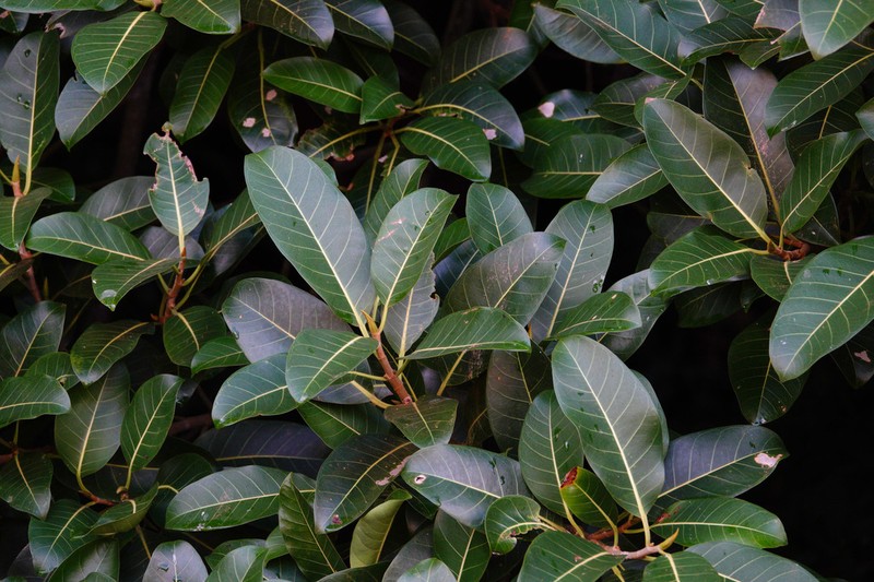 Ficus kerkhovenii photo 7