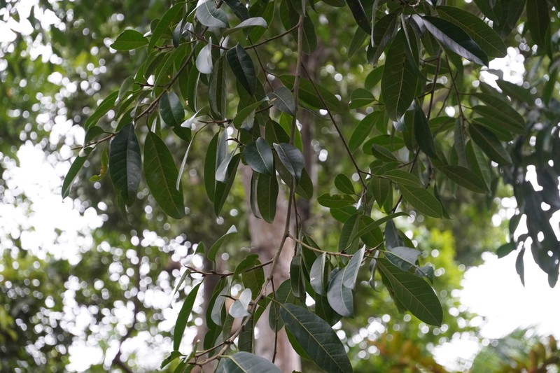 Ficus kerkhovenii photo 8