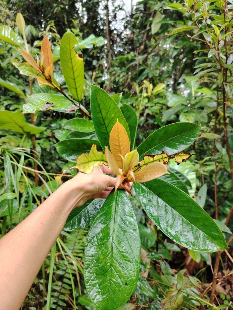 Ficus kochummeniana