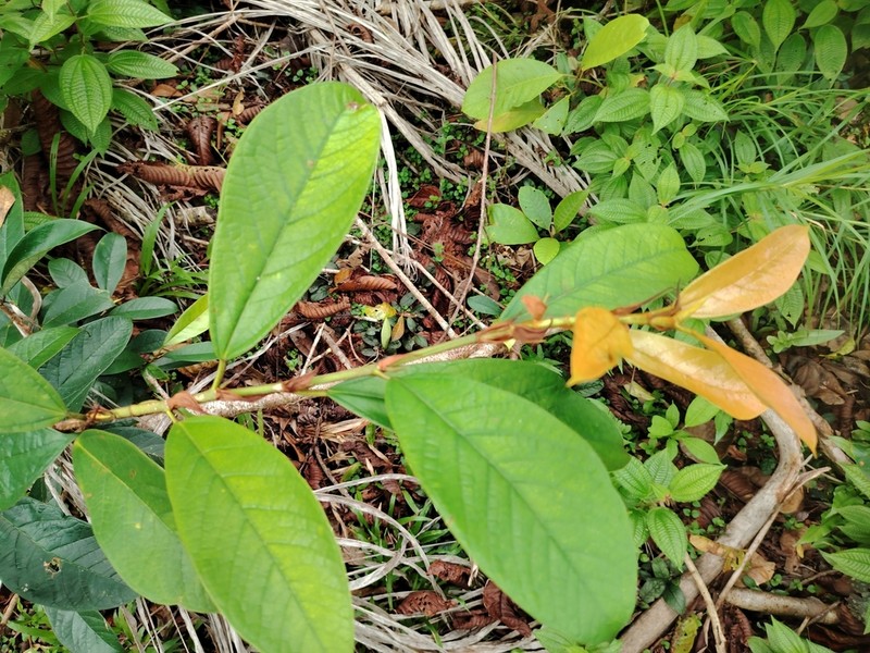 Ficus kochummeniana photo 2