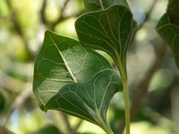 Ficus krishnae