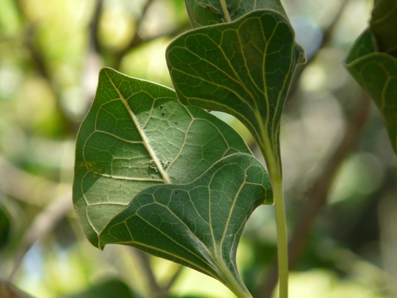 Ficus krishnae