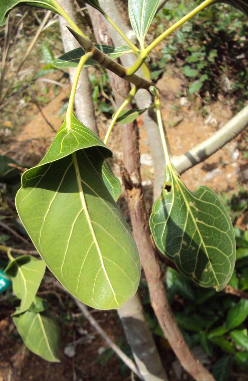 Ficus krishnae photo 2