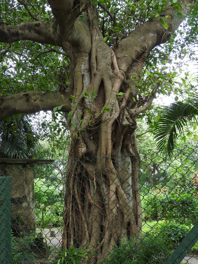 Ficus krishnae photo 3