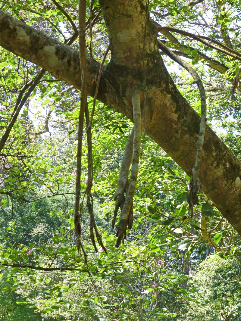 Ficus krishnae photo 4